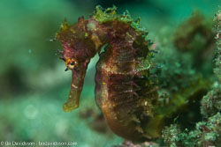BD-161103-Alor-4738-Hippocampus-kuda.-Bleeker.-1852-[Spotted-seahorse.-Gul-sjöhäst].jpg